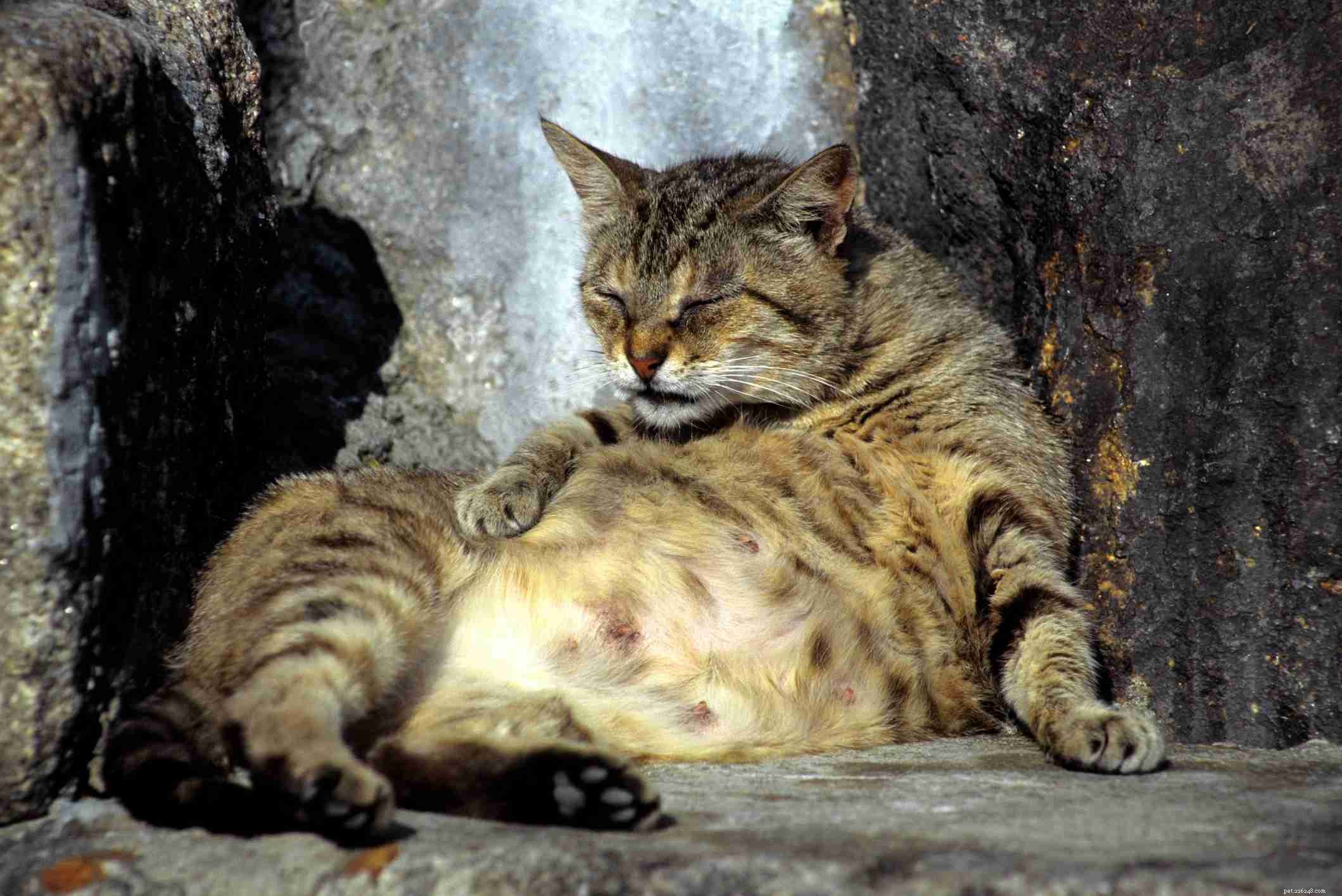 How to Identify a Pregnant Cat: Signs, Stages, and Care