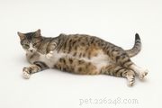 How to Identify a Pregnant Cat: Signs, Stages, and Care