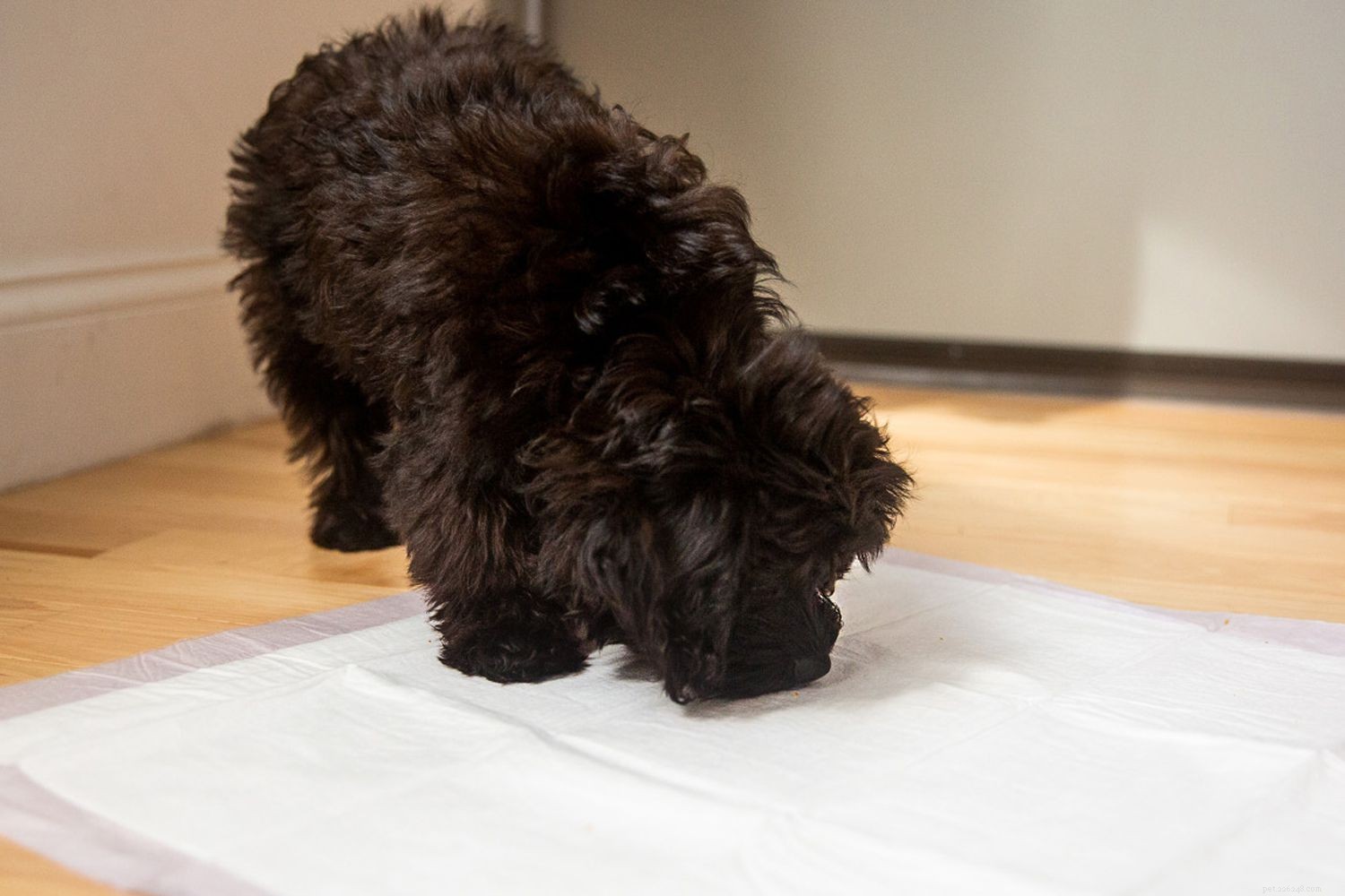 Effective Puppy Potty Pad Training: A Step‑by‑Step Guide