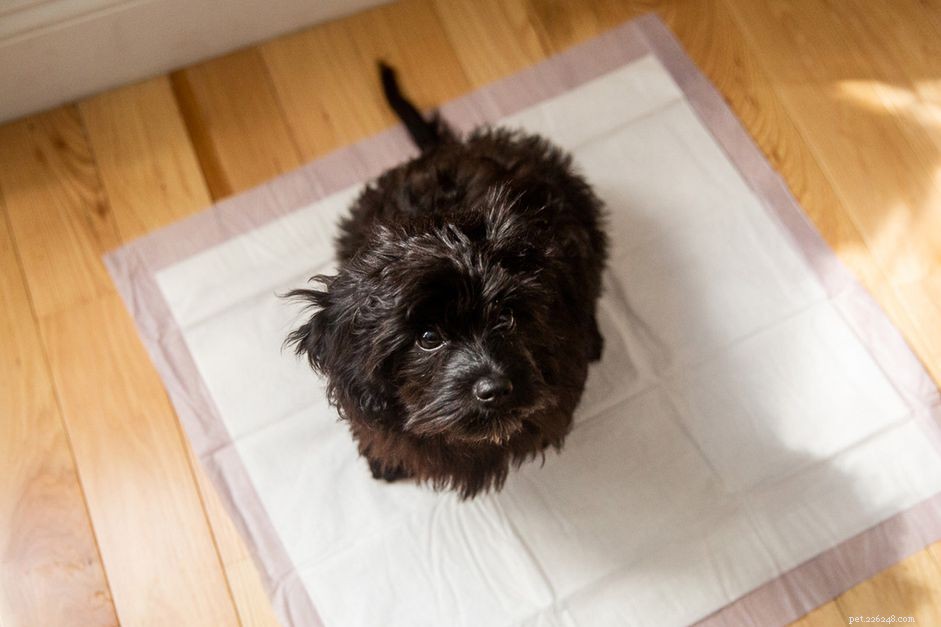 Effective Puppy Potty Pad Training: A Step‑by‑Step Guide