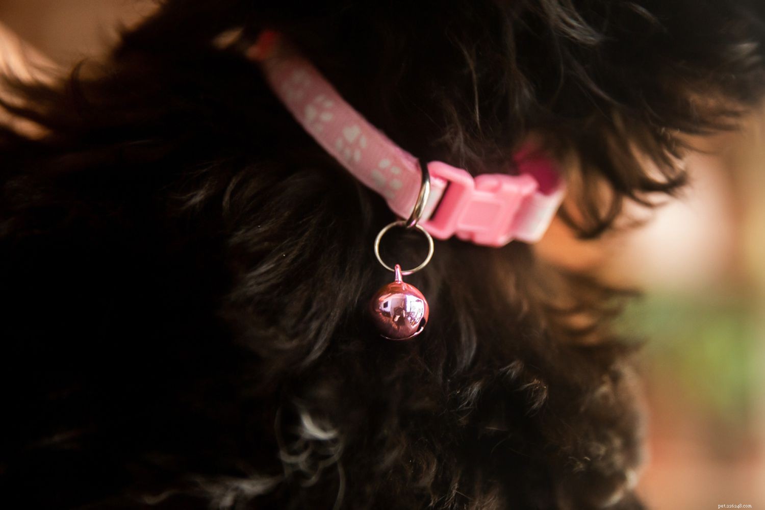 Effective Puppy Potty Pad Training: A Step‑by‑Step Guide