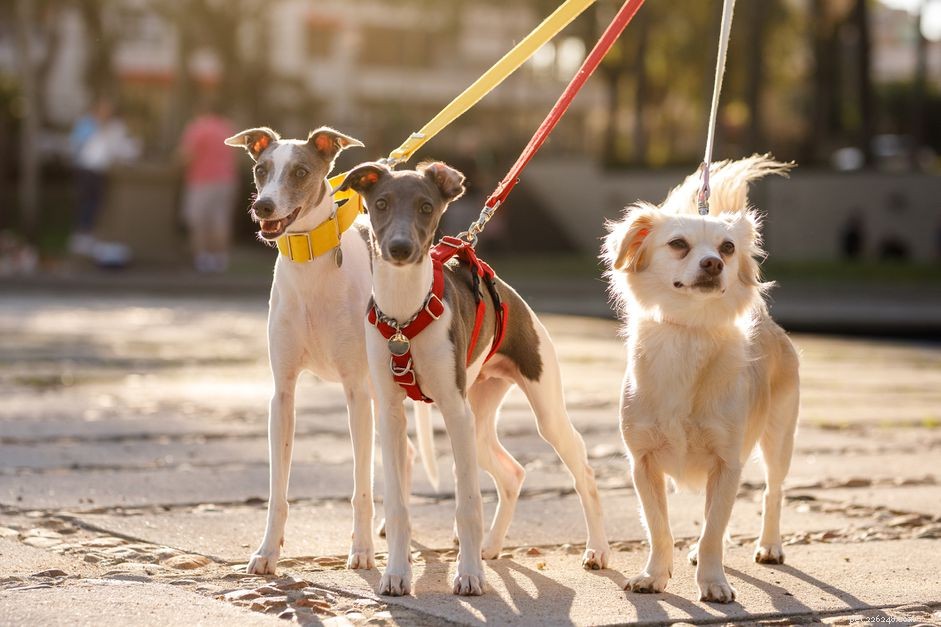 Choosing Between a Dog Harness and Collar: What You Need to Know