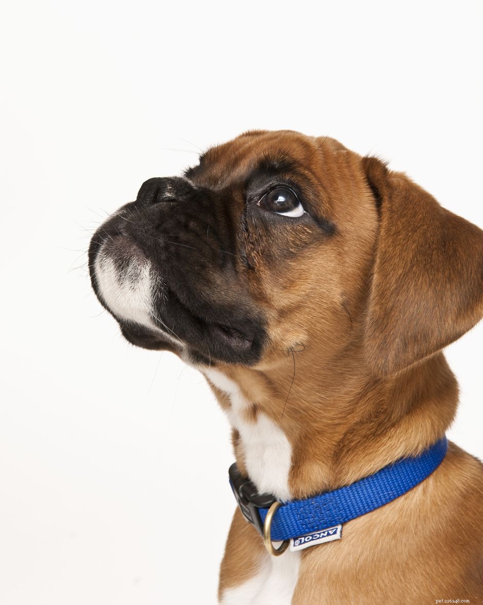 Treating Canine Pimples: Safe Solutions for Your Dog s Skin