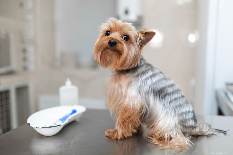 Understanding and Managing Liver Shunts in Dogs: Symptoms, Diagnosis, and Care