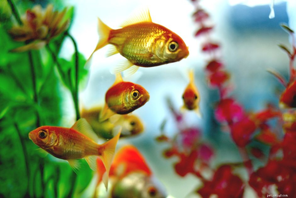 Should You Use an Under‑Gravel Filter? A Practical Guide for Modern Aquariums