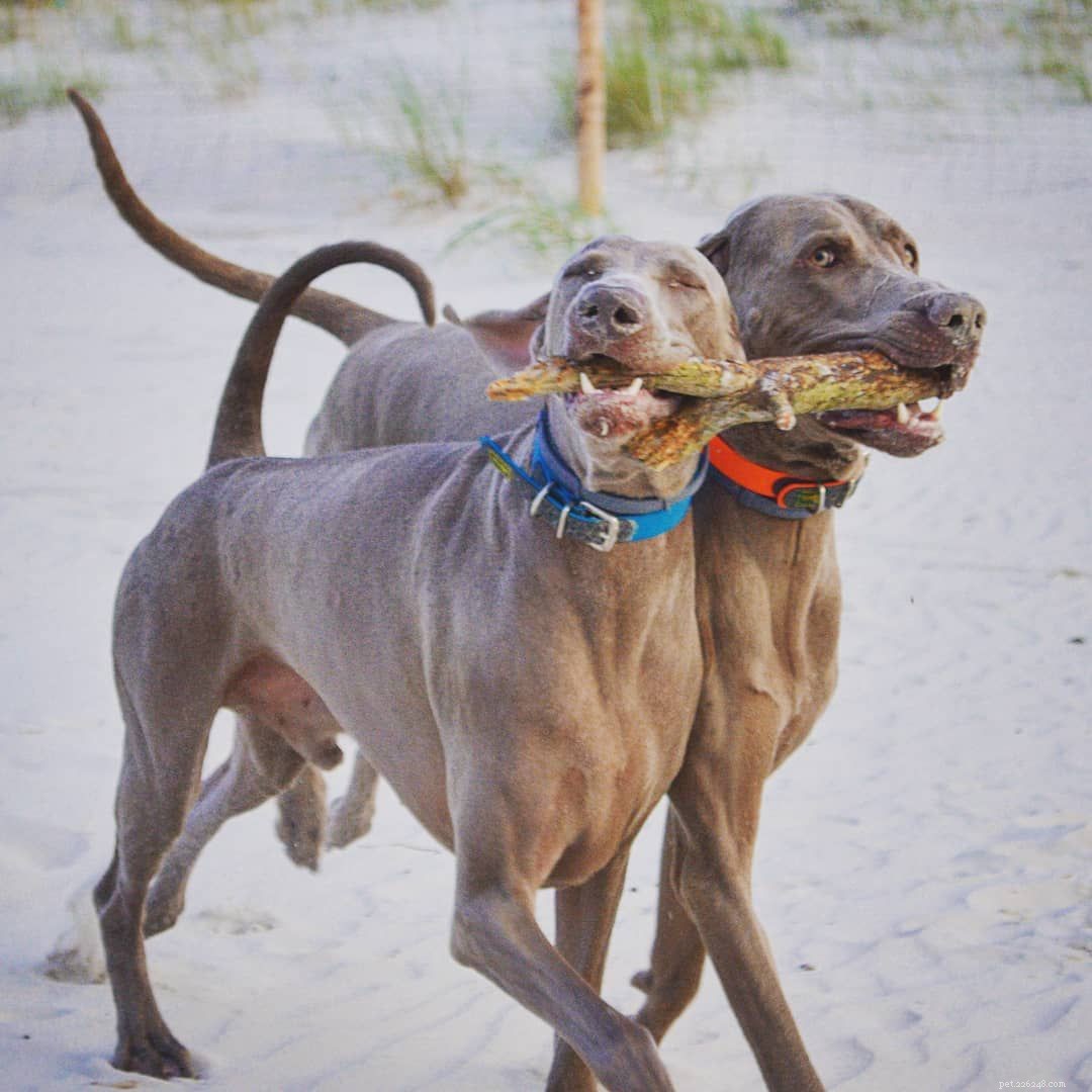 6 Compelling Reasons to Choose Two Dogs Over One