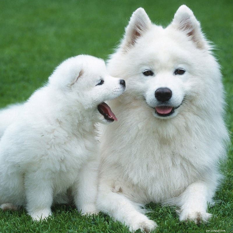 6 Compelling Reasons to Choose Two Dogs Over One