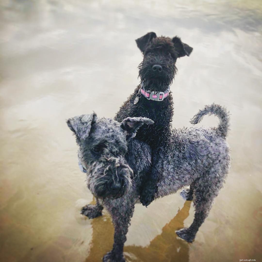 6 Compelling Reasons to Choose Two Dogs Over One