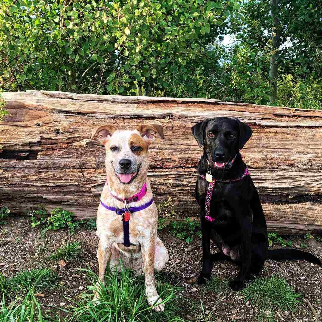 6 Compelling Reasons to Choose Two Dogs Over One