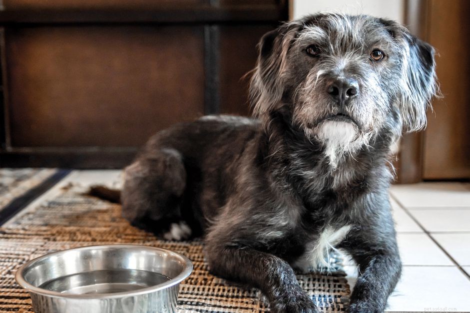 Understanding Excessive Thirst in Senior Dogs: Causes & What to Do