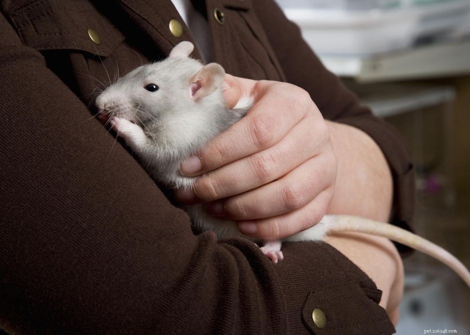 Essential Guide to Caring for Your Pet Rat: Housing, Diet & Health
