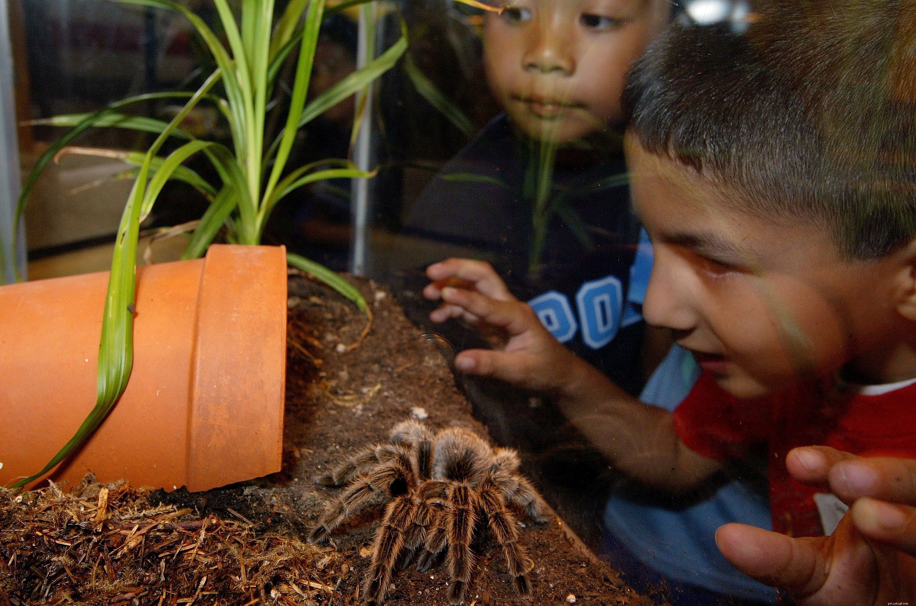 How to Care for a Pet Tarantula: Housing, Diet, and Safety Tips