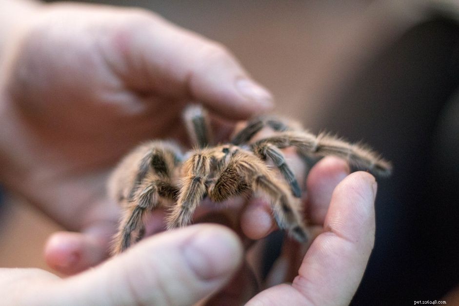 How to Care for a Pet Tarantula: Housing, Diet, and Safety Tips