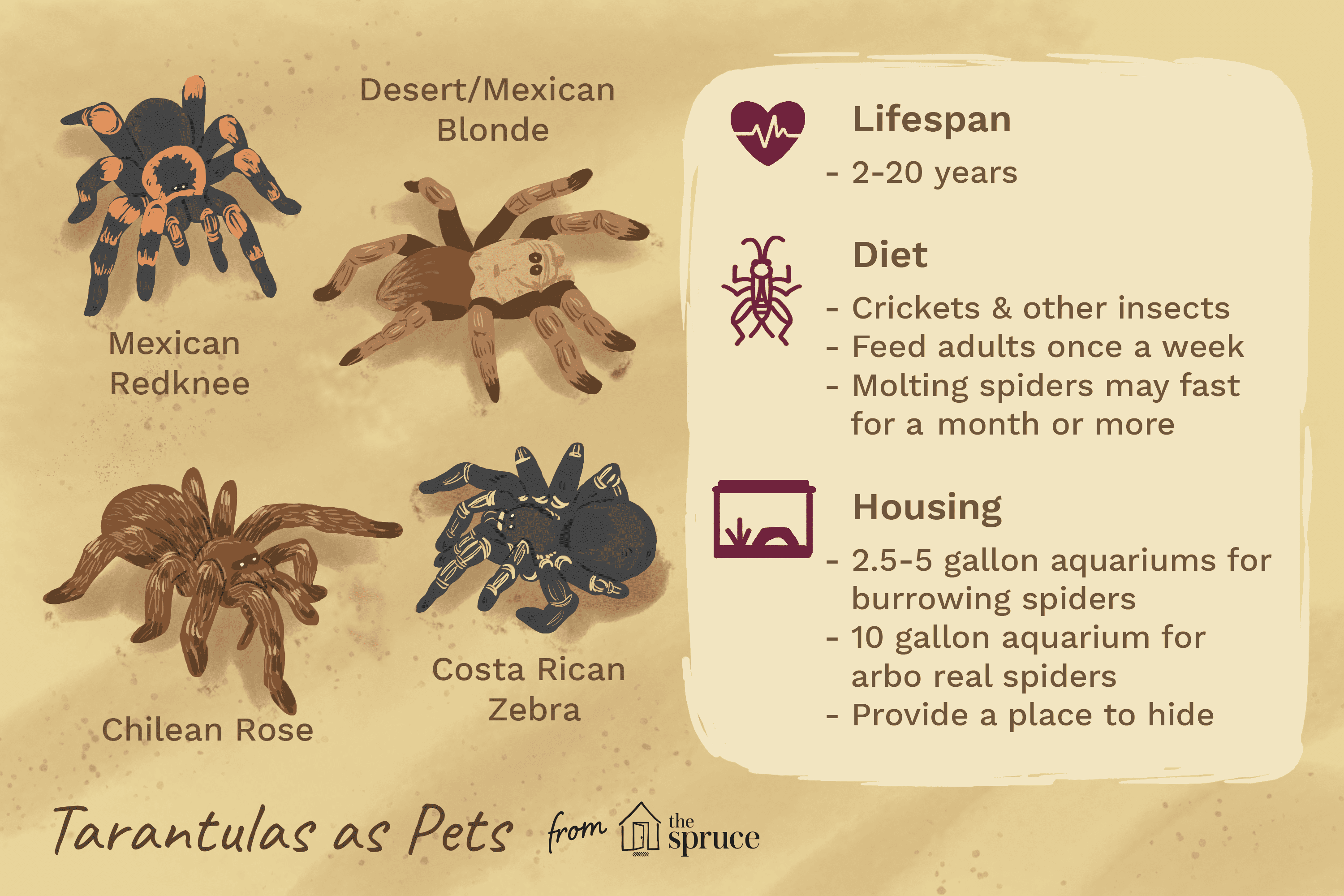 How to Care for a Pet Tarantula: Housing, Diet, and Safety Tips