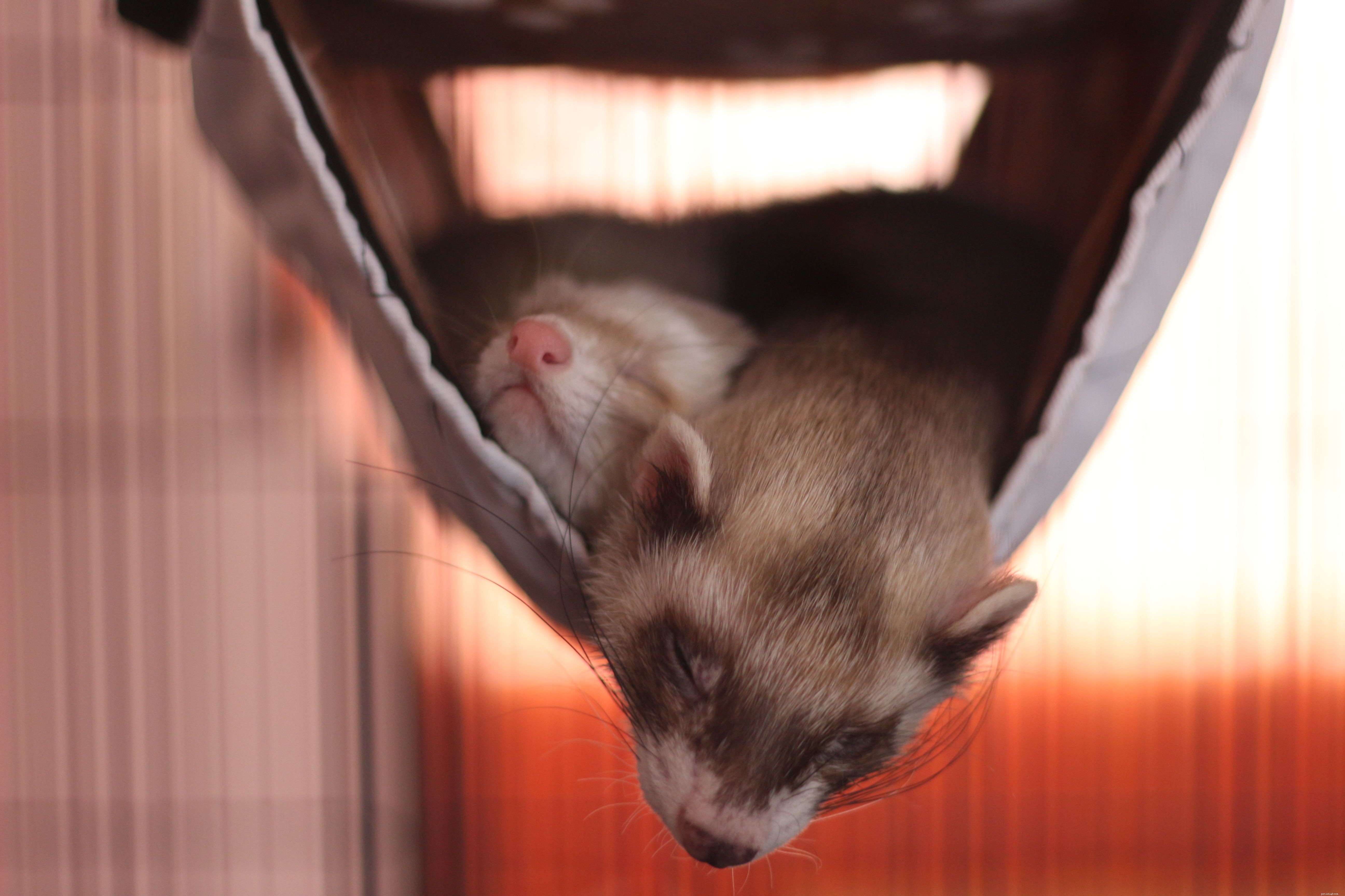 The Complete Guide to Caring for Your Pet Ferret: Housing, Diet, and Health
