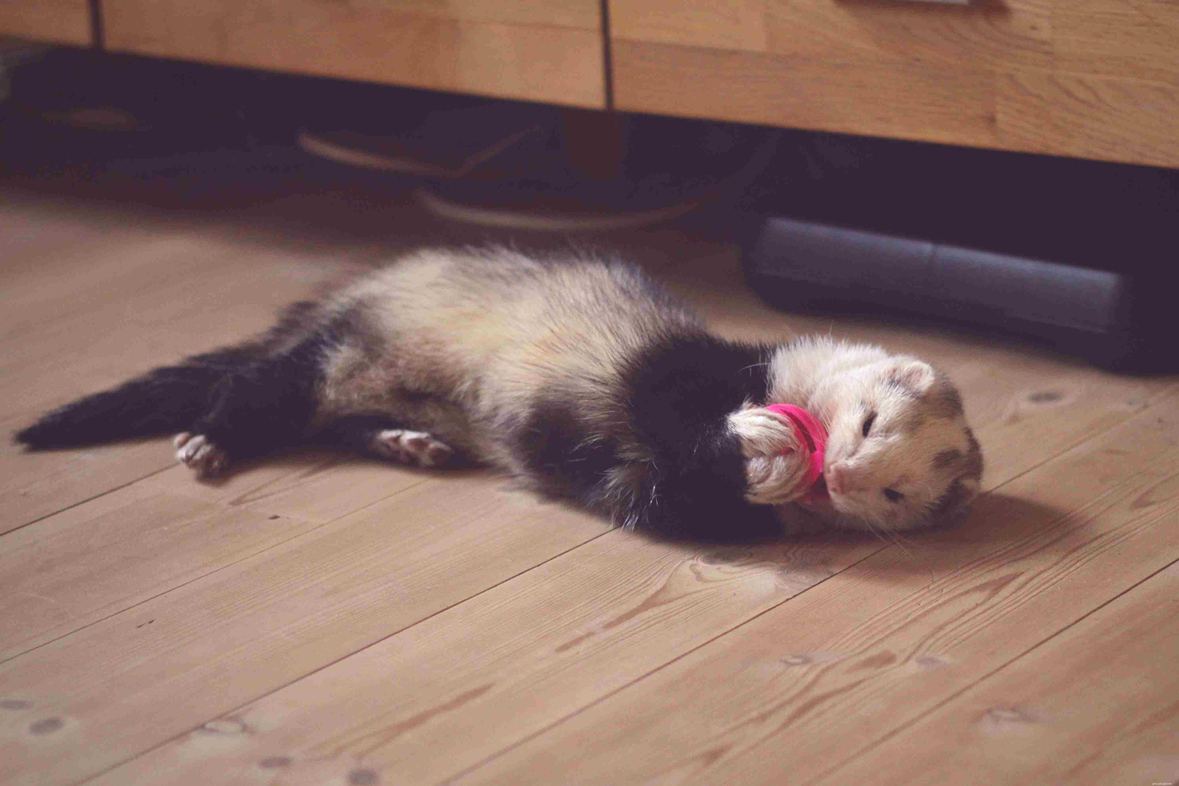 The Complete Guide to Caring for Your Pet Ferret: Housing, Diet, and Health