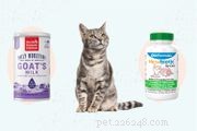 8 Causes of Sudden Loss of Appetite in Your Cat – What You Should Know