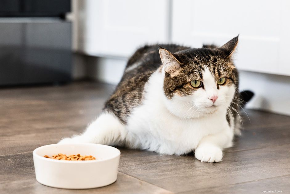 8 Causes of Sudden Loss of Appetite in Your Cat – What You Should Know