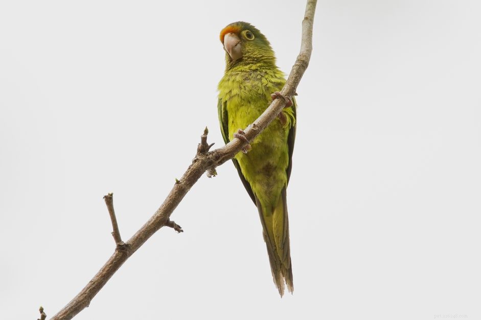 Half-Moon Conure: Complete Care Guide & Species Profile