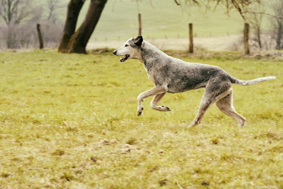 Intervertebral Disc Disease in Dogs: Recognizing Symptoms & Effective Care