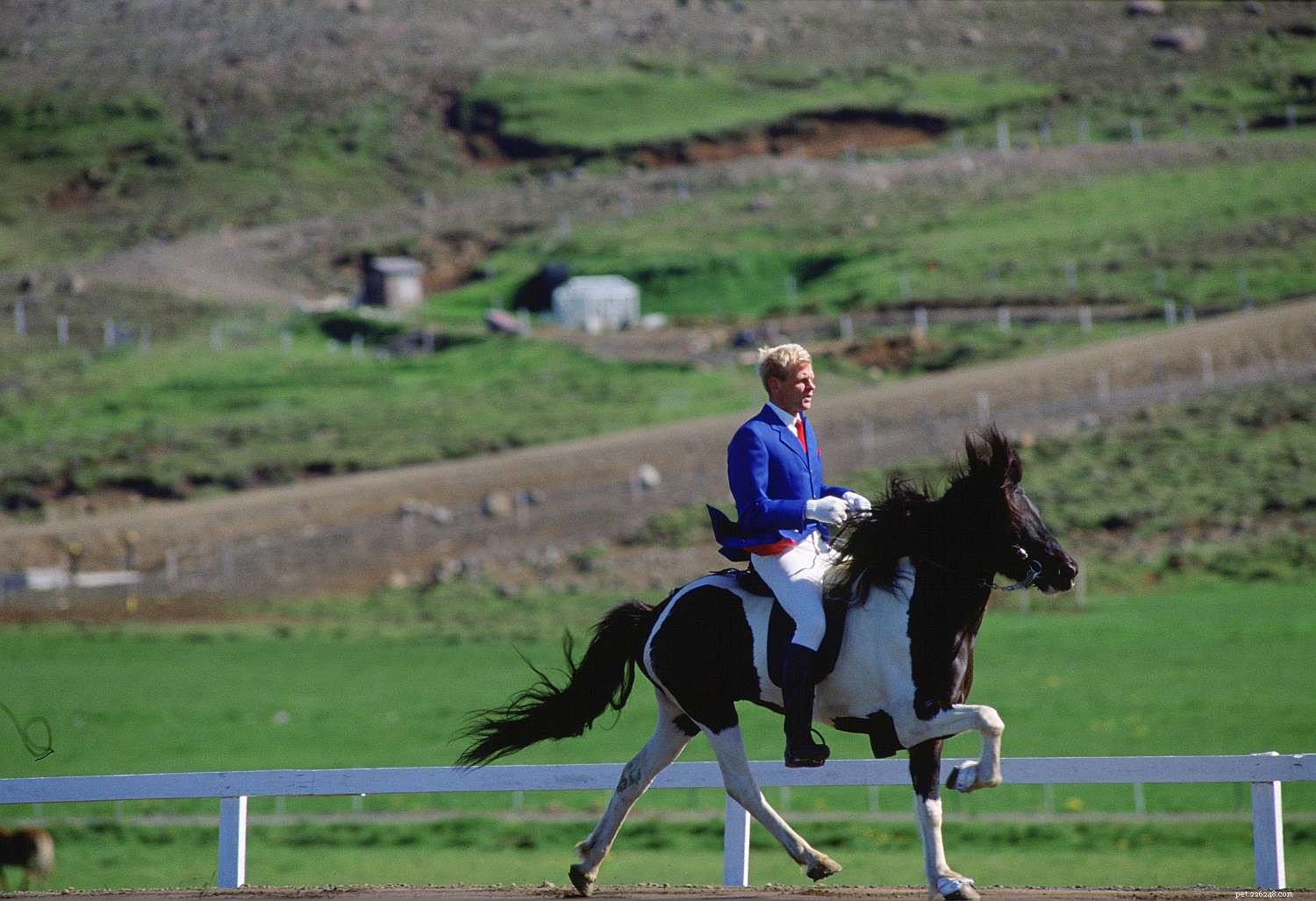 Top 10 Gaited Horse Breeds for a Seamless Ride