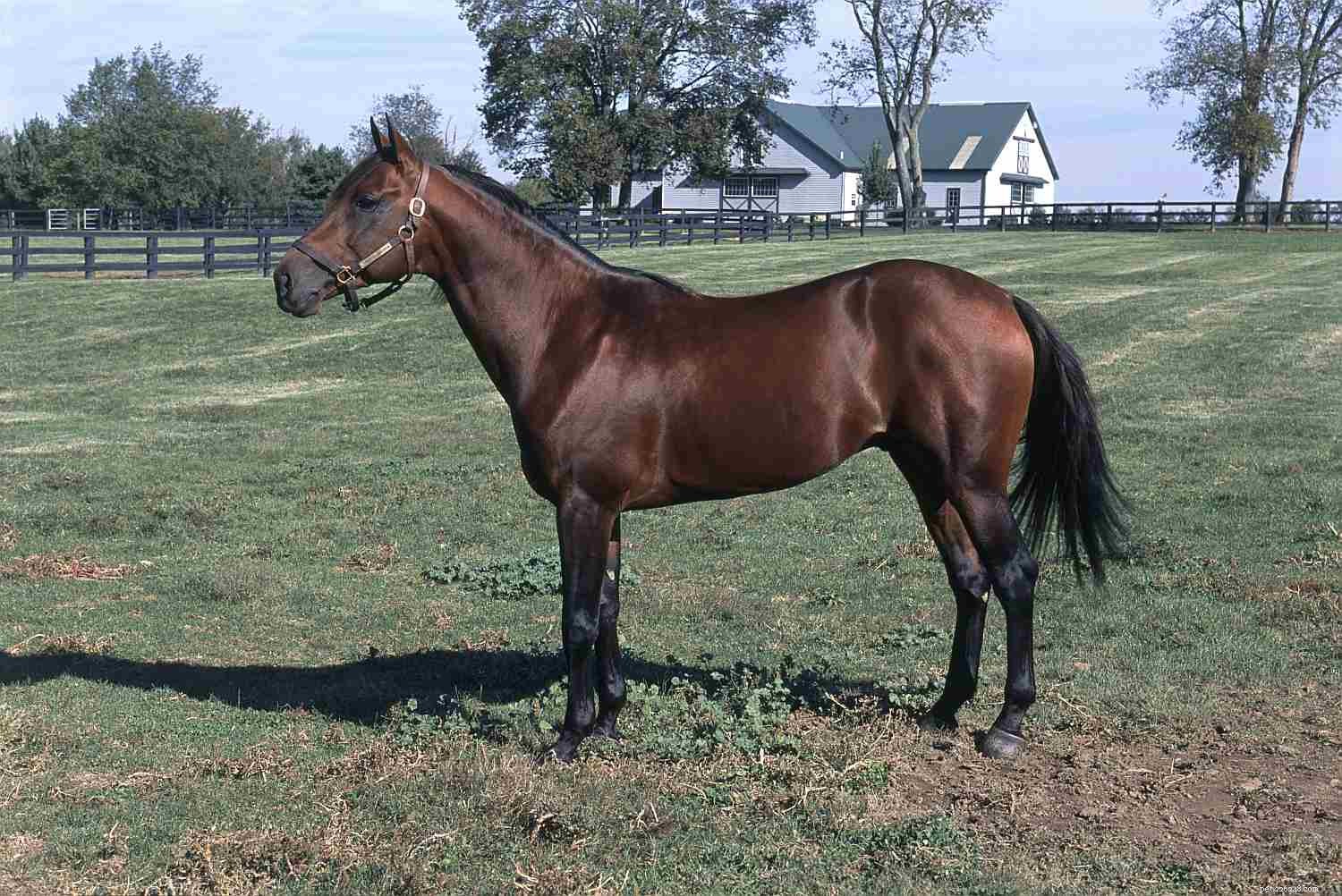 Top 10 Gaited Horse Breeds for a Seamless Ride
