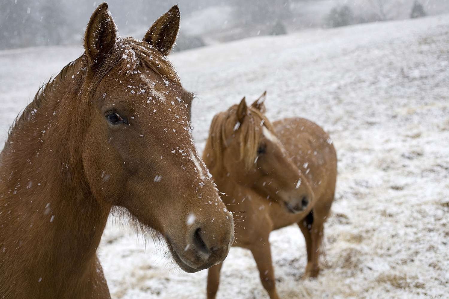 Top 10 Gaited Horse Breeds for a Seamless Ride