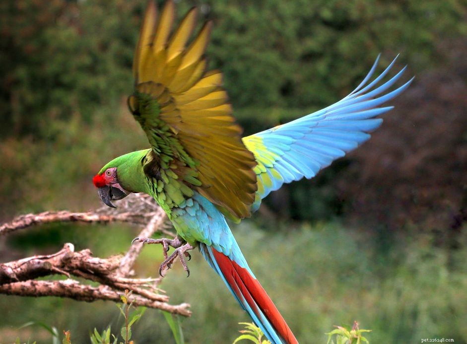 Military Macaw: Comprehensive Guide to Care, Temperament, and Adoption