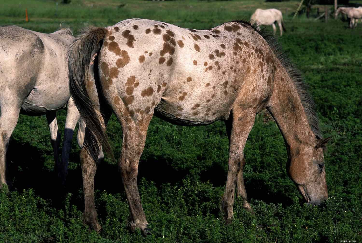 Top 10 Gaited Horse Breeds for a Seamless Ride