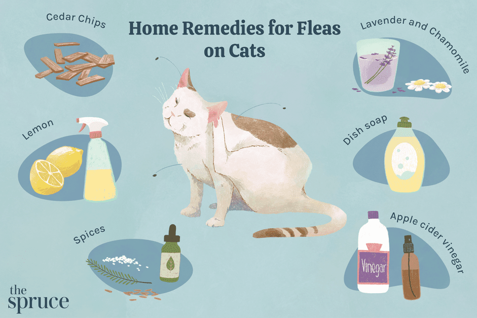 6 Proven Natural Remedies to Eradicate Fleas in Cats