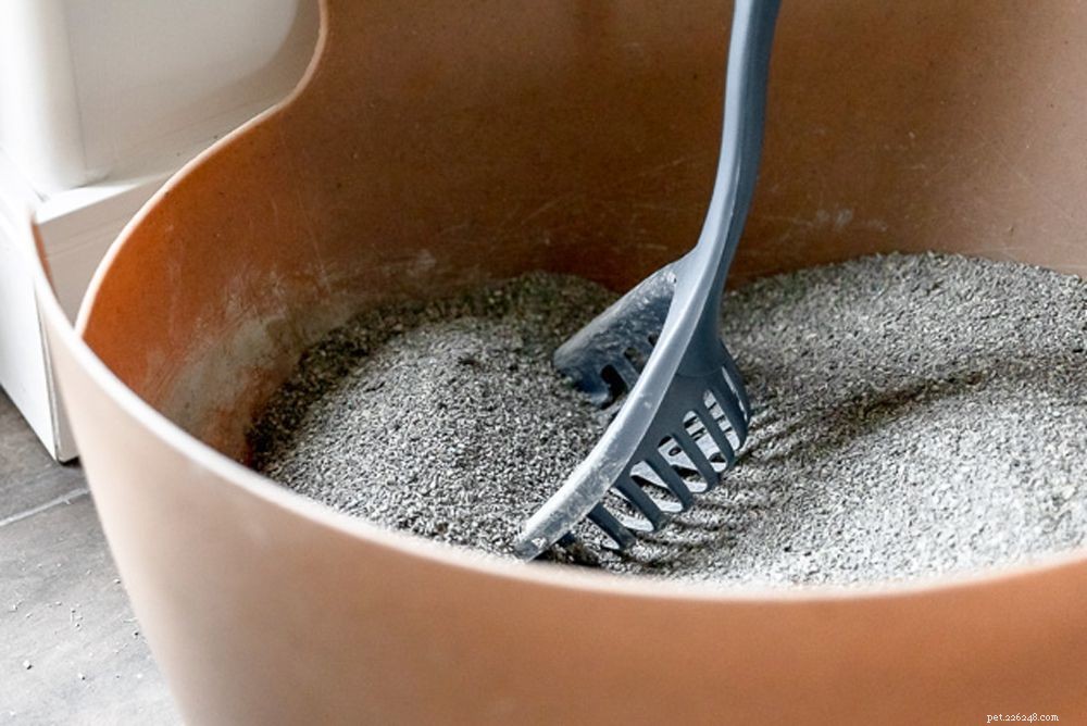 Stop Your Cat From Pooping Outside the Litter Box: Proven Solutions for Healthy, Stress-Free Behavior
