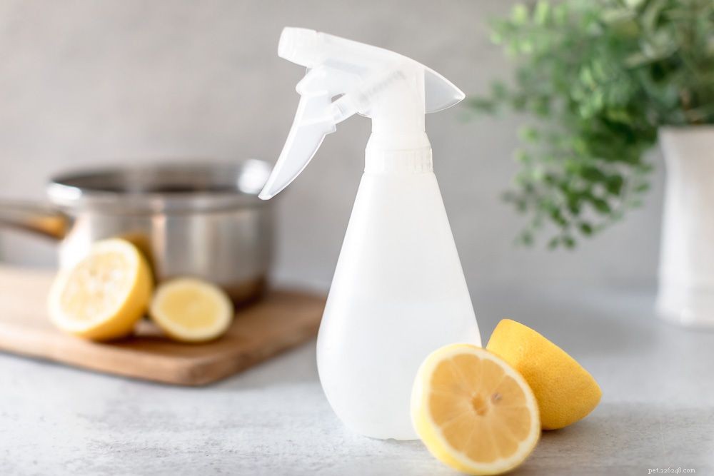6 Proven Natural Remedies to Eradicate Fleas in Cats
