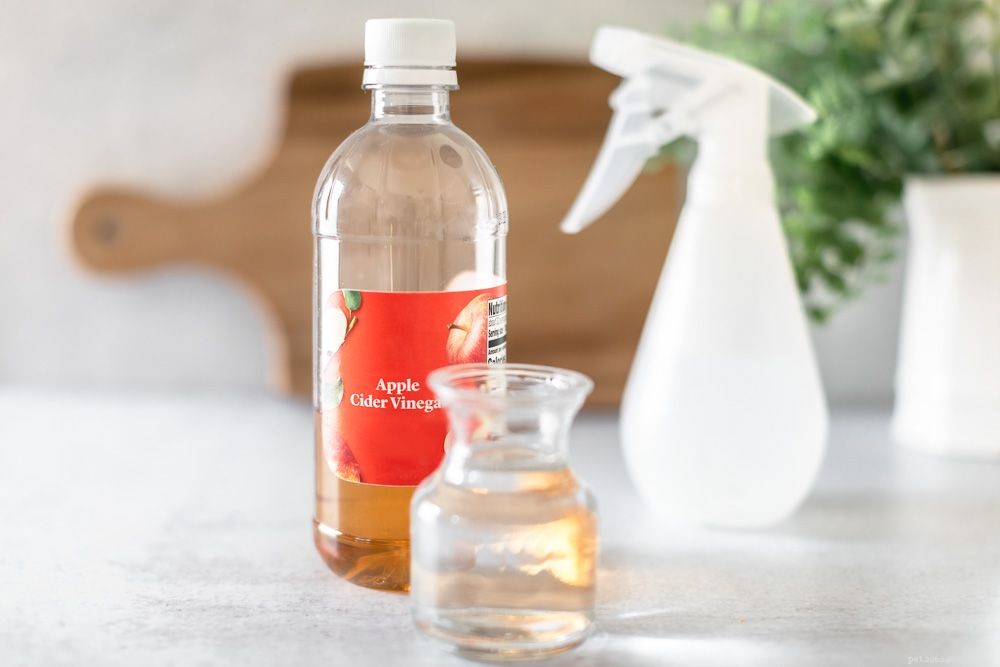 6 Proven Natural Remedies to Eradicate Fleas in Cats