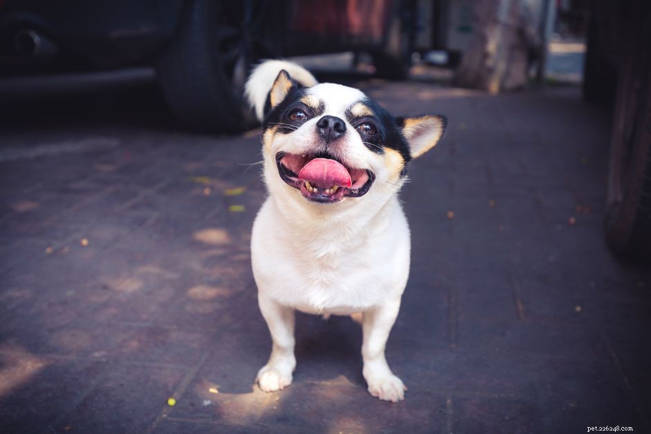 Understanding Tularemia in Dogs: Symptoms, Prevention, and Treatment