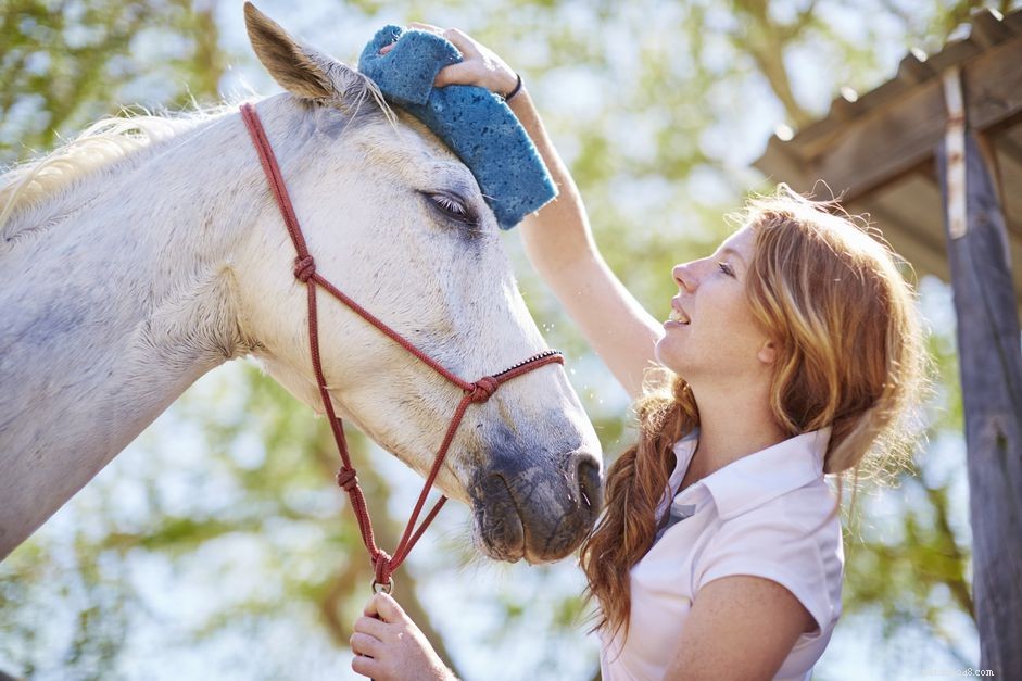 Anhidrosis in Horses: Symptoms, Causes, and Prevention