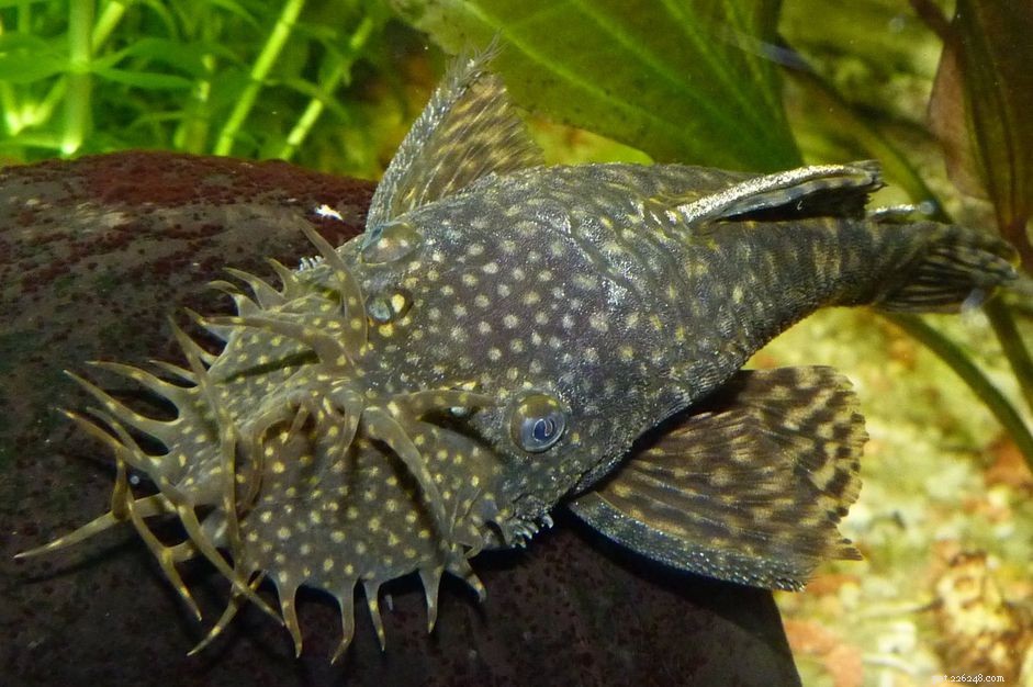 Bristlenose Pleco (Ancistrus spp.) – Comprehensive Species Guide for Aquarists