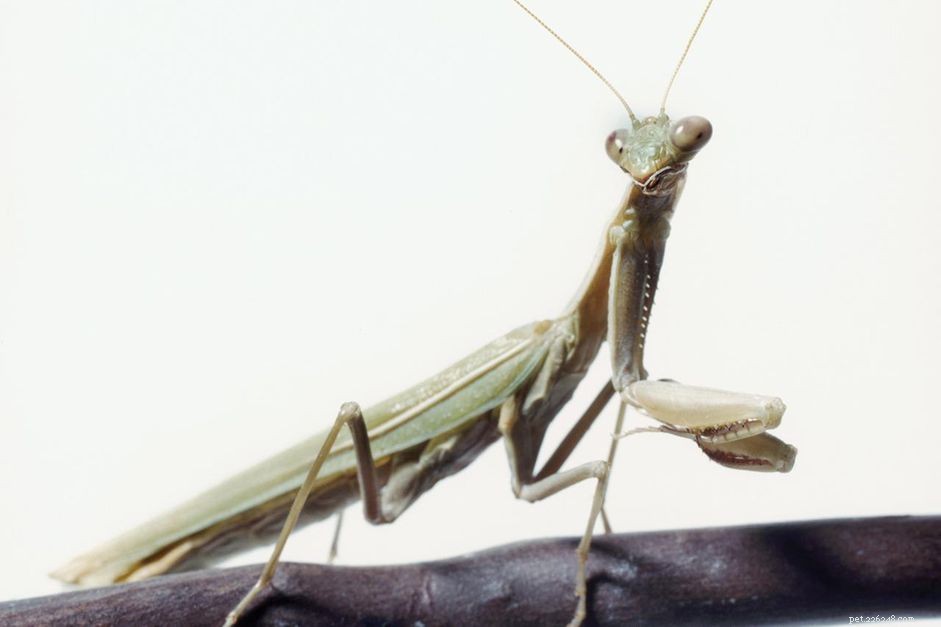 Praying Mantis as a Pet: Is It Right for You?