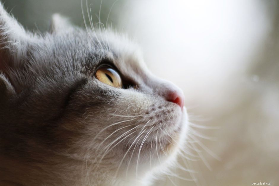 Understanding Rodent Ulcers in Cats: Causes, Symptoms, and Treatment
