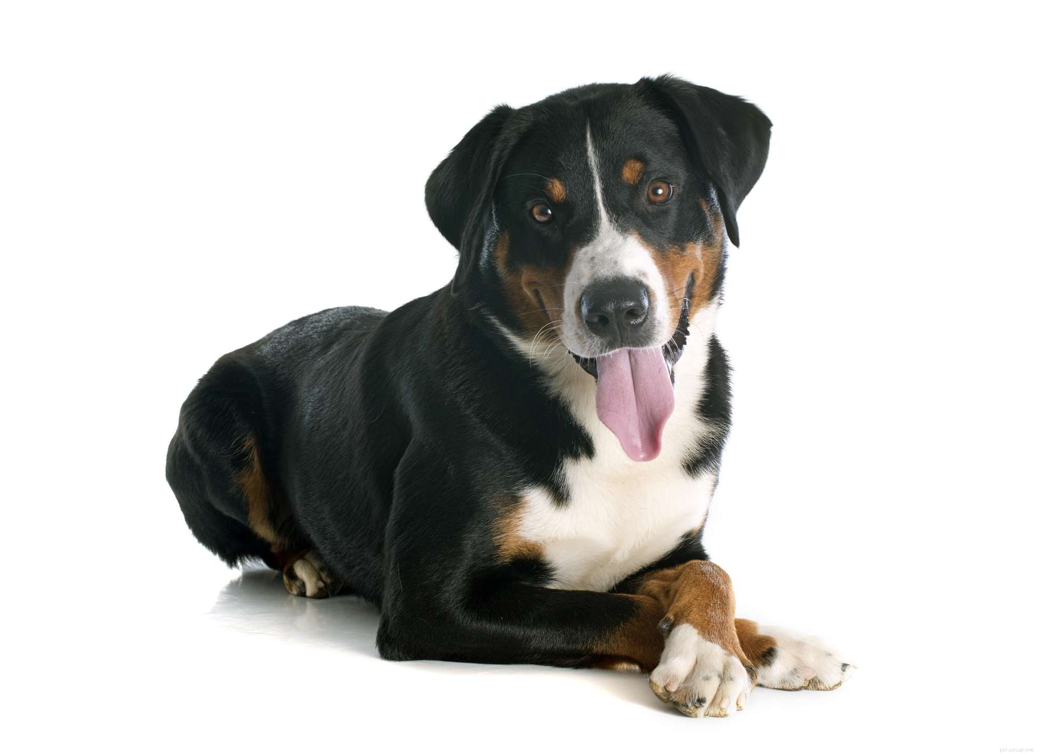 Top 10 Mountain Dog Breeds Built to Thrive on Rugged Terrain