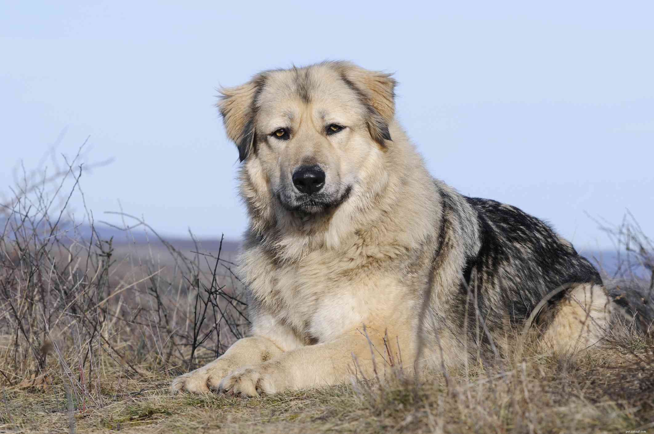 Top 10 Mountain Dog Breeds Built to Thrive on Rugged Terrain