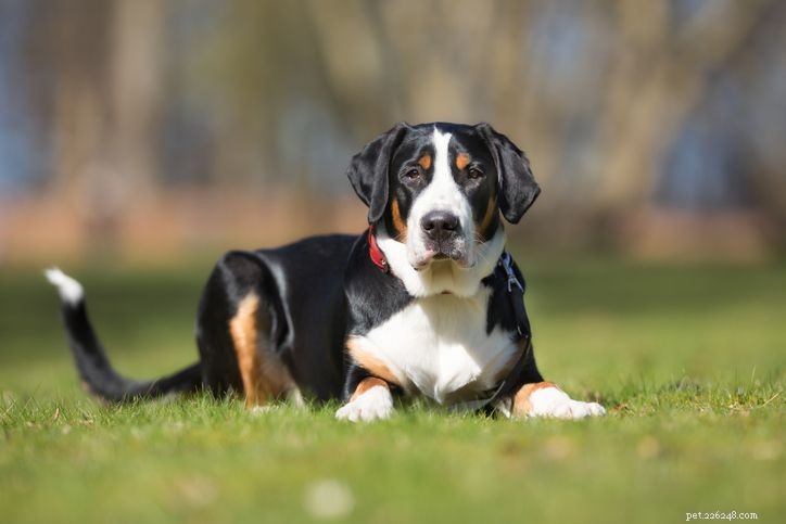 Top 10 Mountain Dog Breeds Built to Thrive on Rugged Terrain