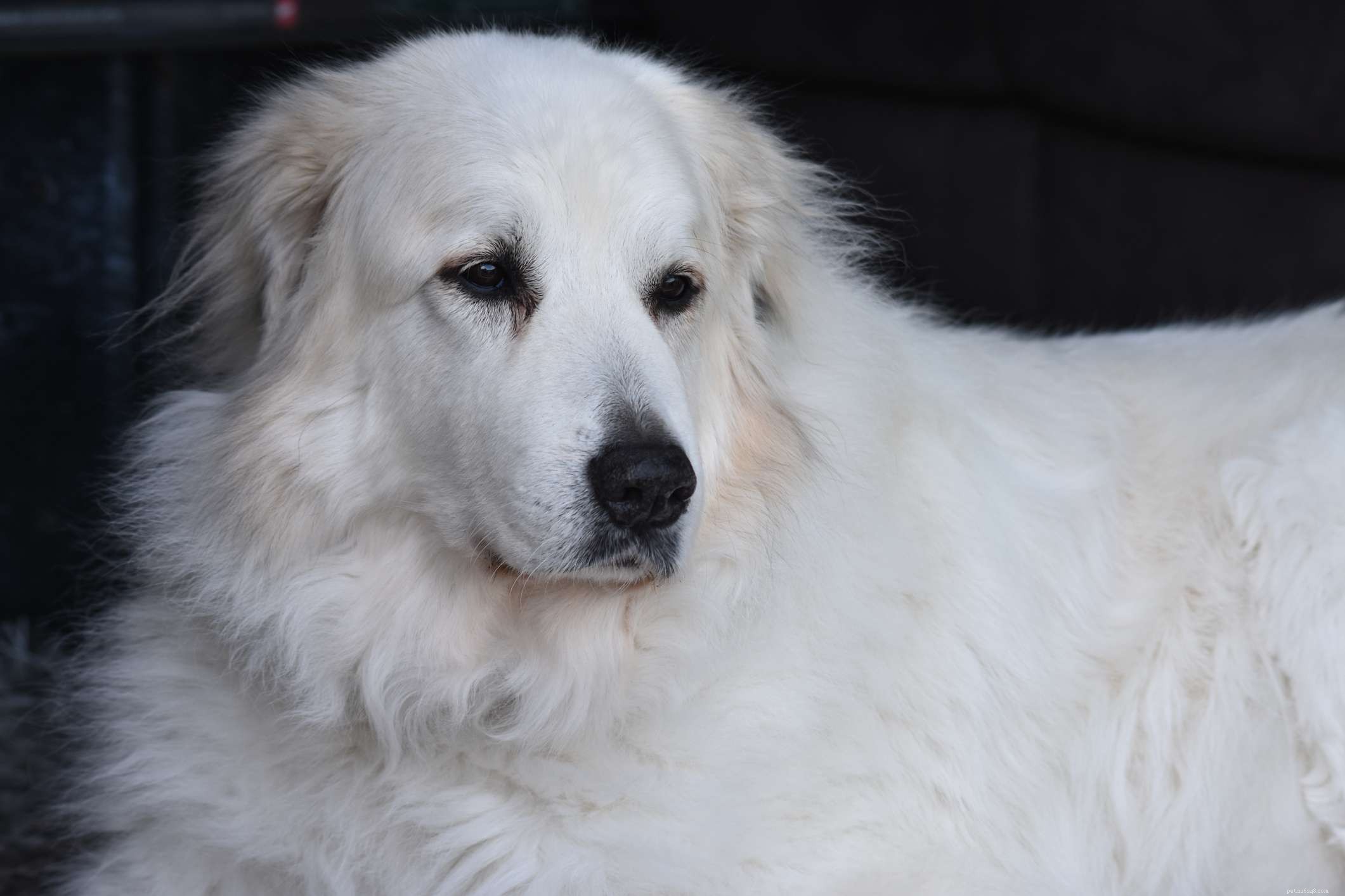 Top 10 Mountain Dog Breeds Built to Thrive on Rugged Terrain
