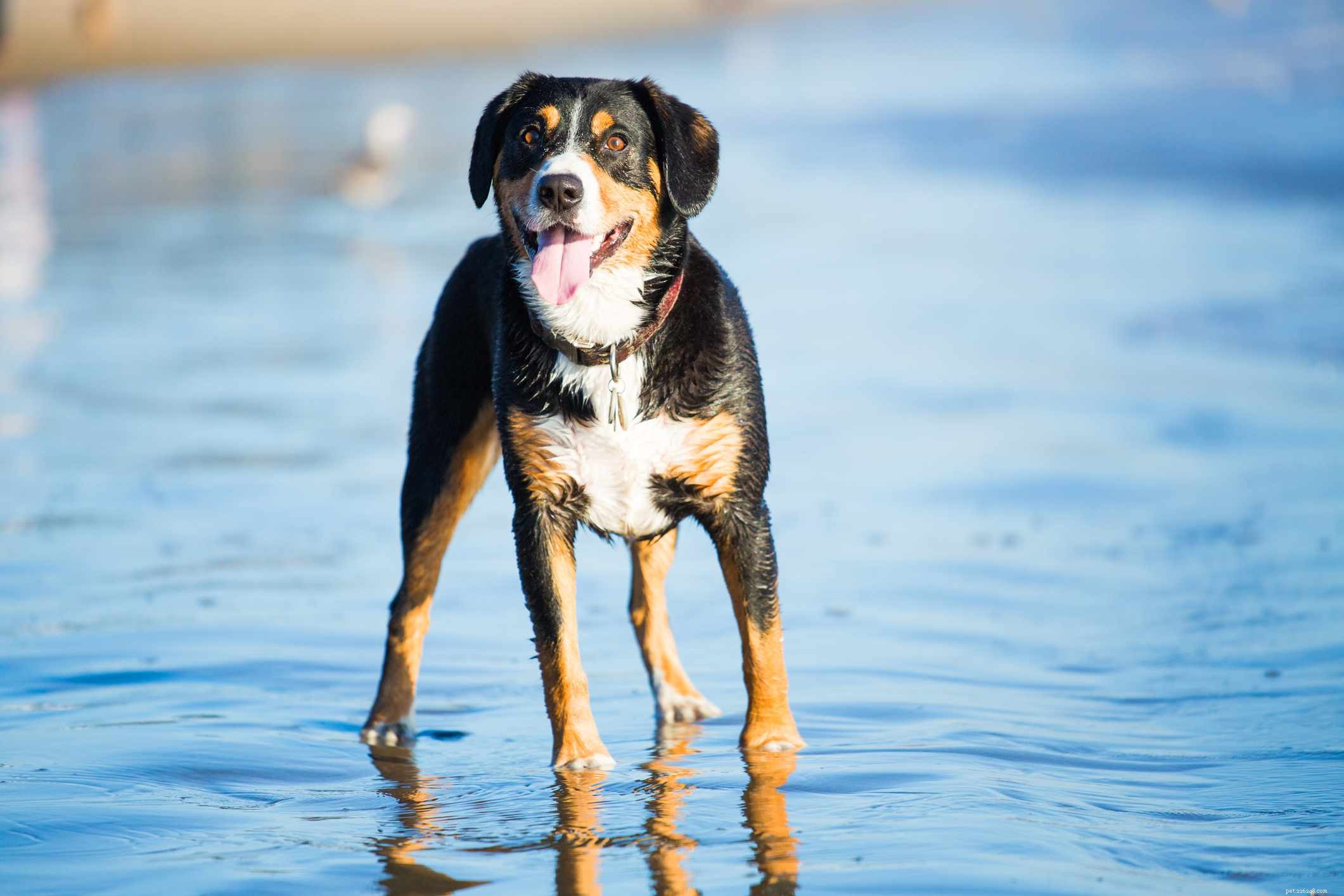 Top 10 Mountain Dog Breeds Built to Thrive on Rugged Terrain