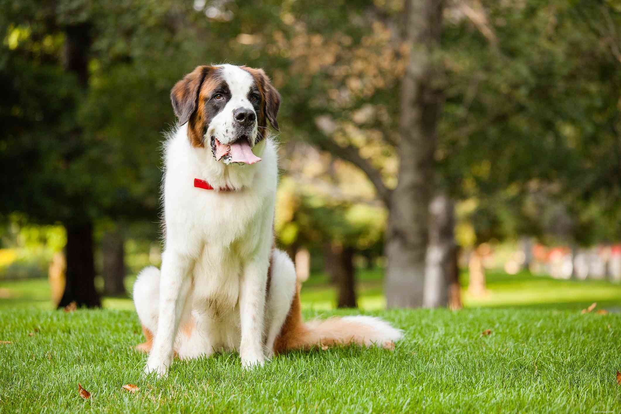 Top 10 Mountain Dog Breeds Built to Thrive on Rugged Terrain