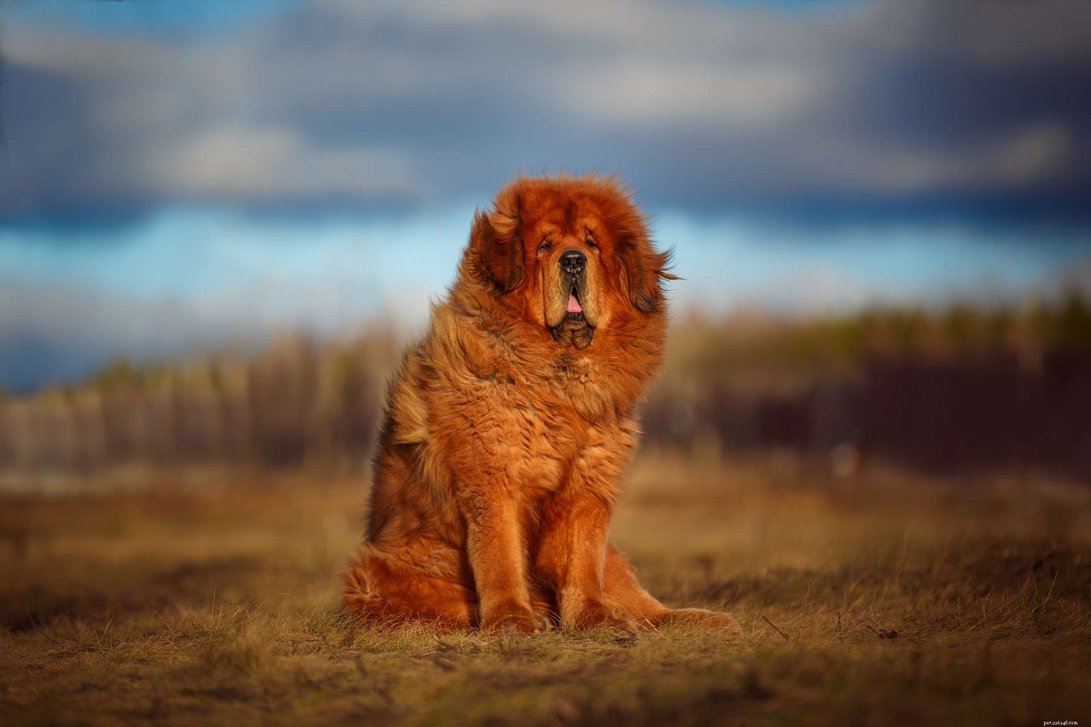 Top 10 Mountain Dog Breeds Built to Thrive on Rugged Terrain
