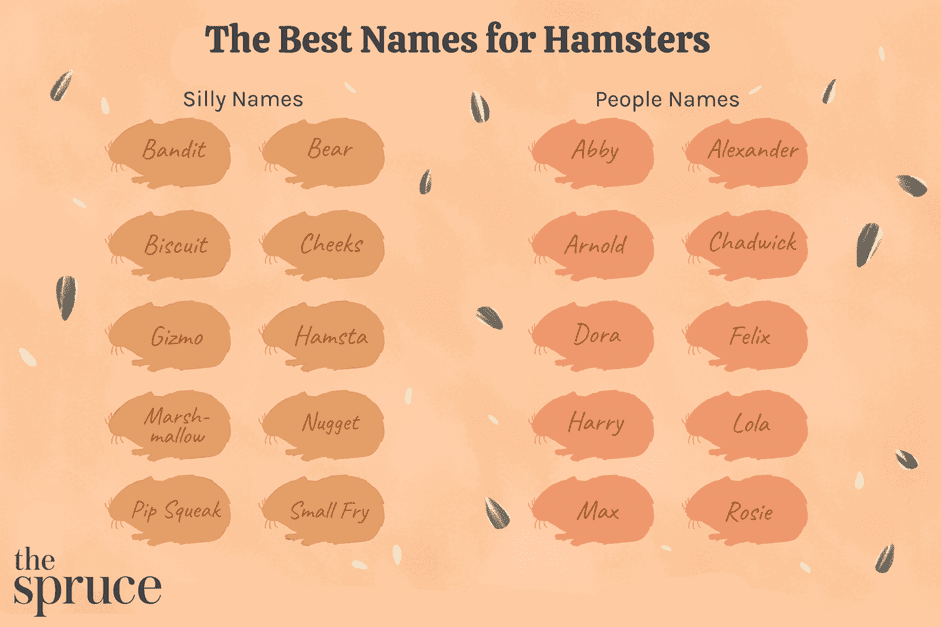 Top 100 Charming & Creative Names for Your New Pet Hamster