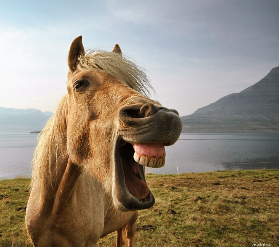 Recognizing Stress in Horses: Key Indicators and Management Tips