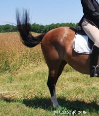 Recognizing Stress in Horses: Key Indicators and Management Tips