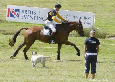 Recognizing Stress in Horses: Key Indicators and Management Tips