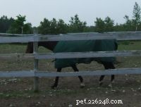 Recognizing Stress in Horses: Key Indicators and Management Tips